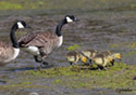 Branta canadensis